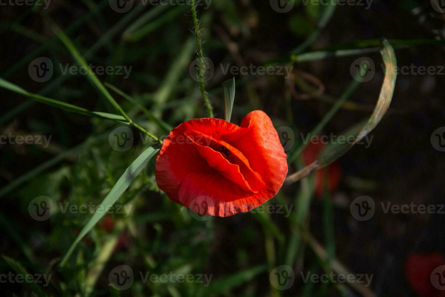 One red field poppy on a dark background. photo