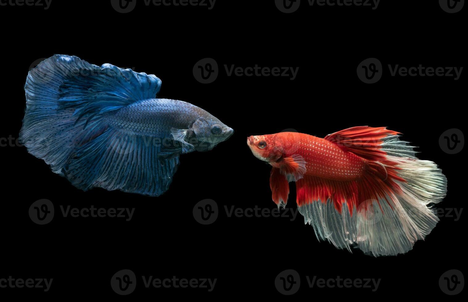 blue and red siamese fighting fish, betta splendens photo