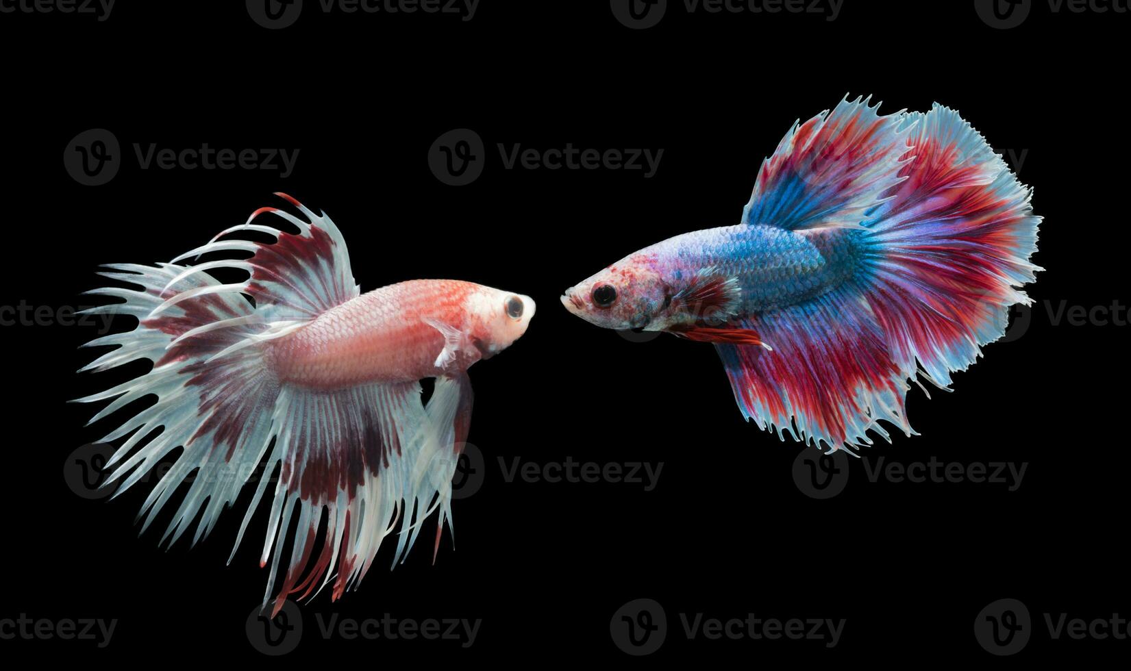 betta splendens isolated on black background, animal concept. photo