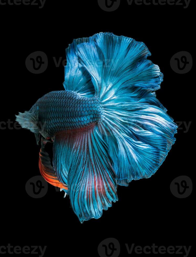 beautiful fish tail of  siamese fighting fish, photo