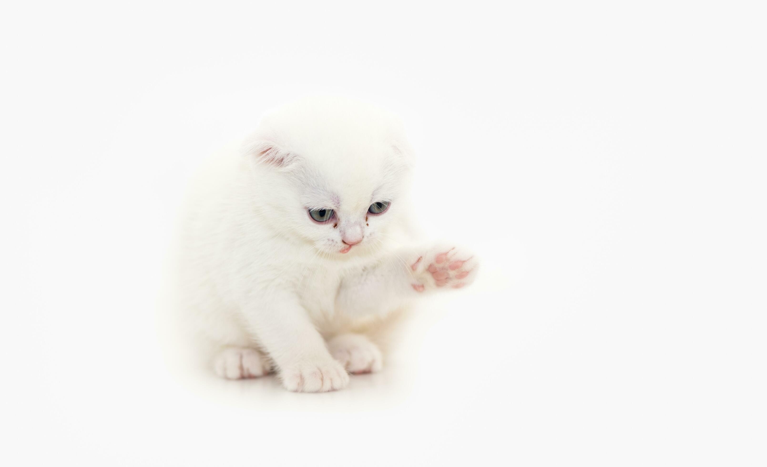 Cute white Scottish fold kitten sitting on white background 23311226