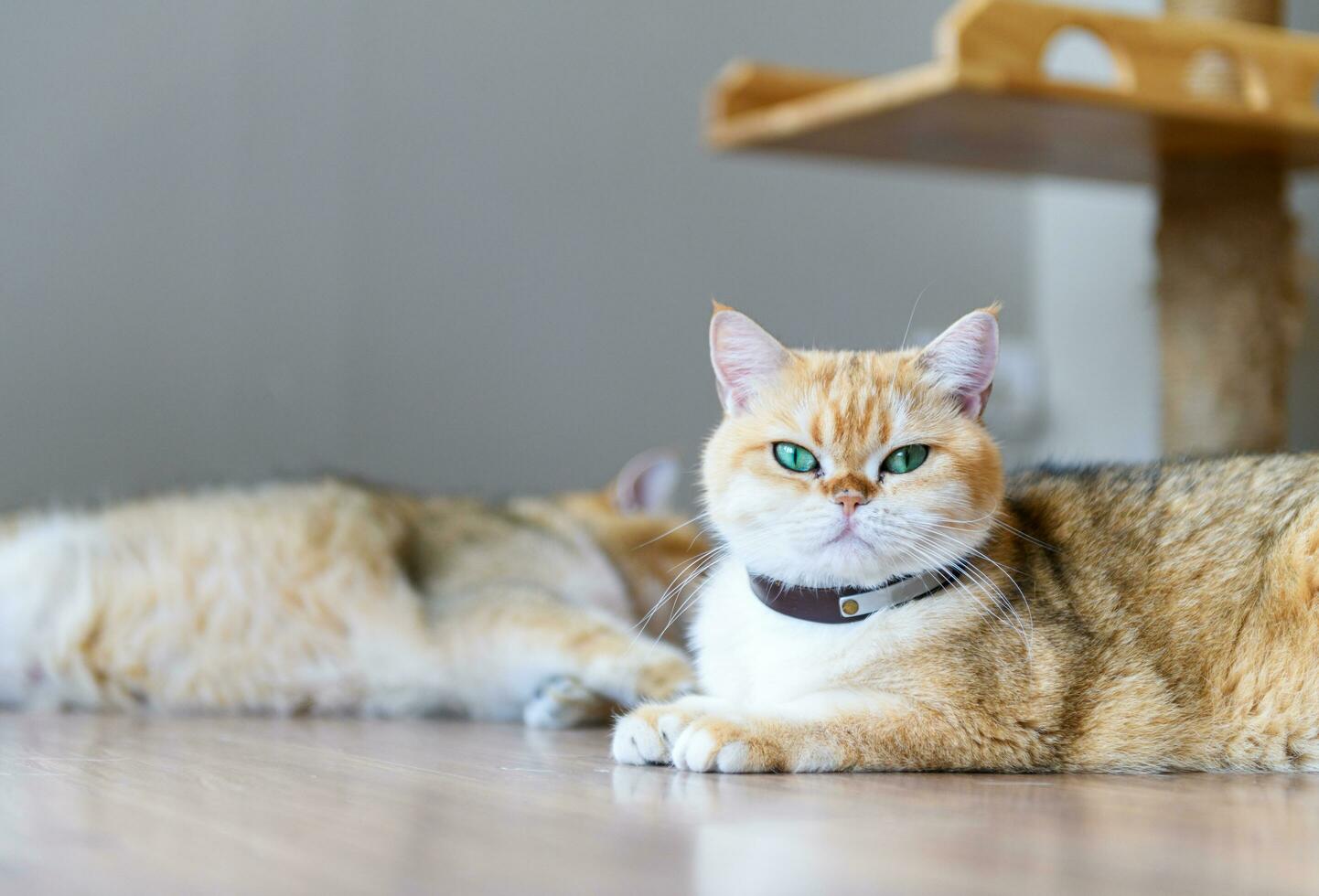 Scottish British cat lying and looking at camera photo