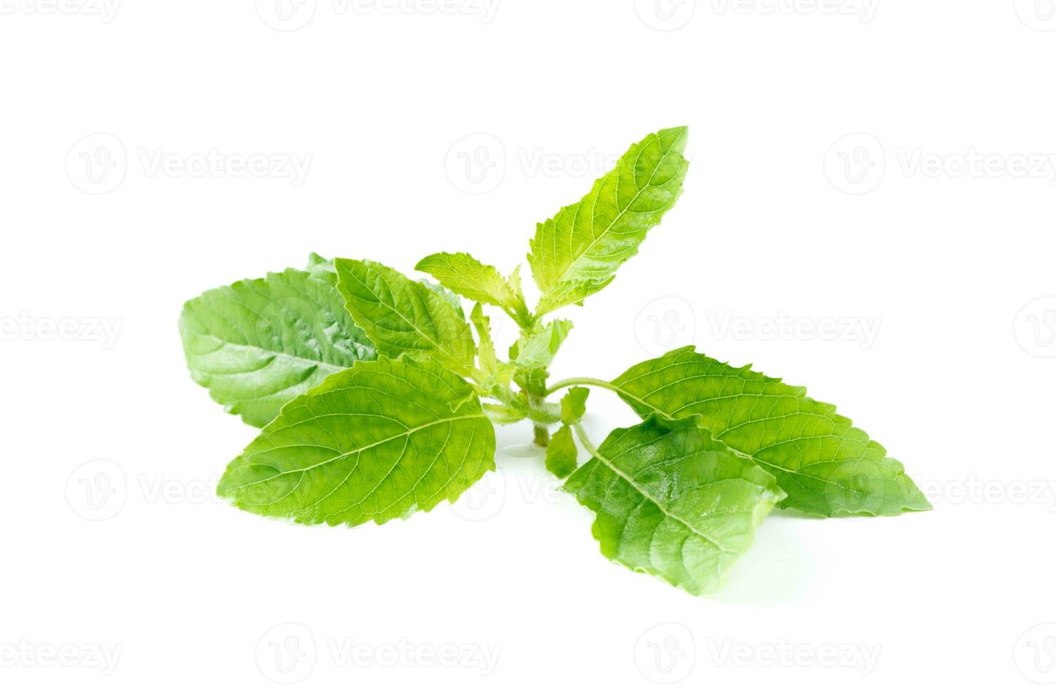 closed up of Holy basil leaf isolated on white photo
