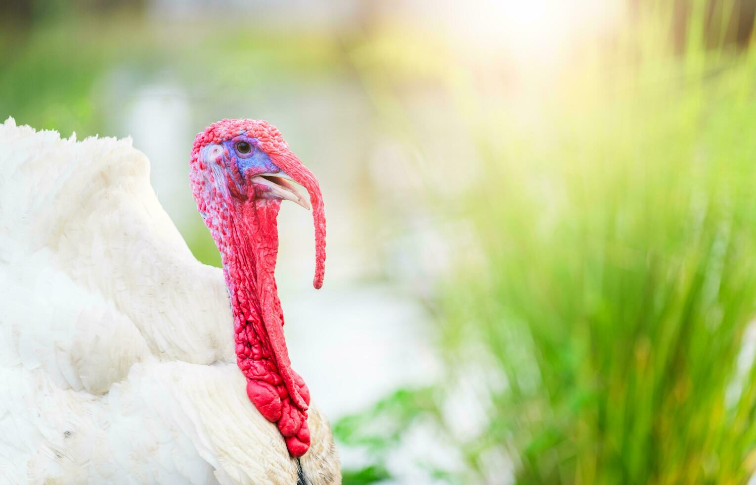 retrato de blanco Turquía en naturaleza antecedentes foto