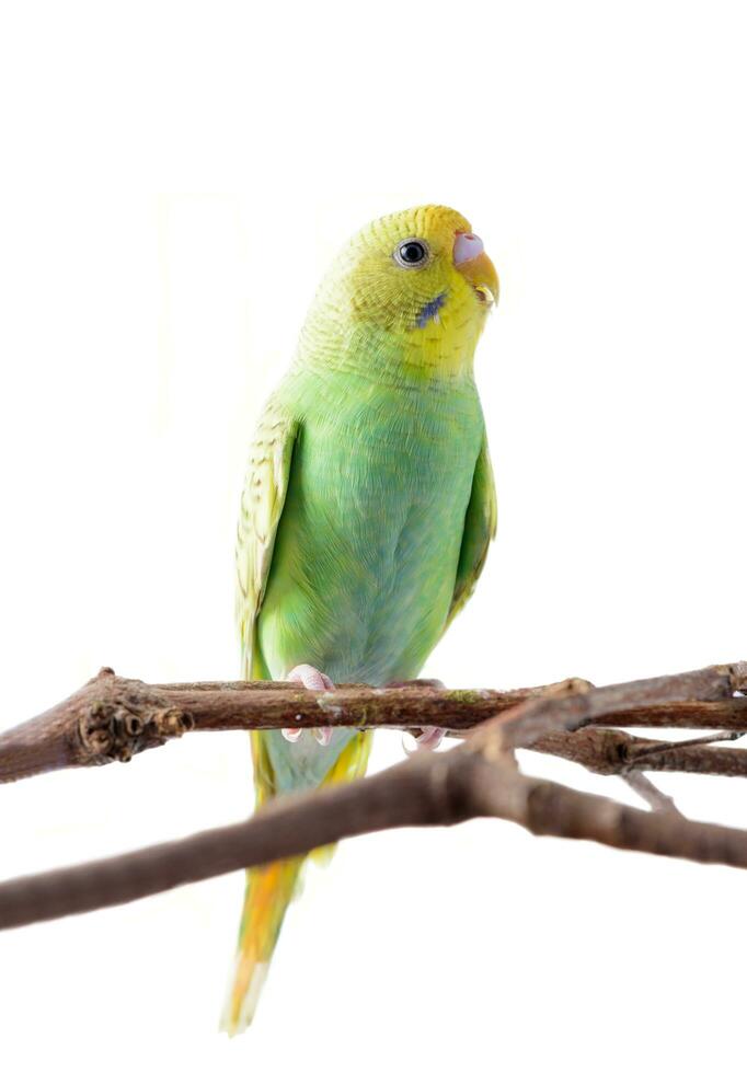 yellow and green Budgerigar Melopsittacus undulatus. photo