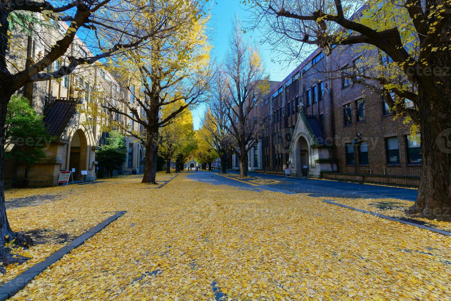 Ginkgo leaves on road, autumn season in japan photo