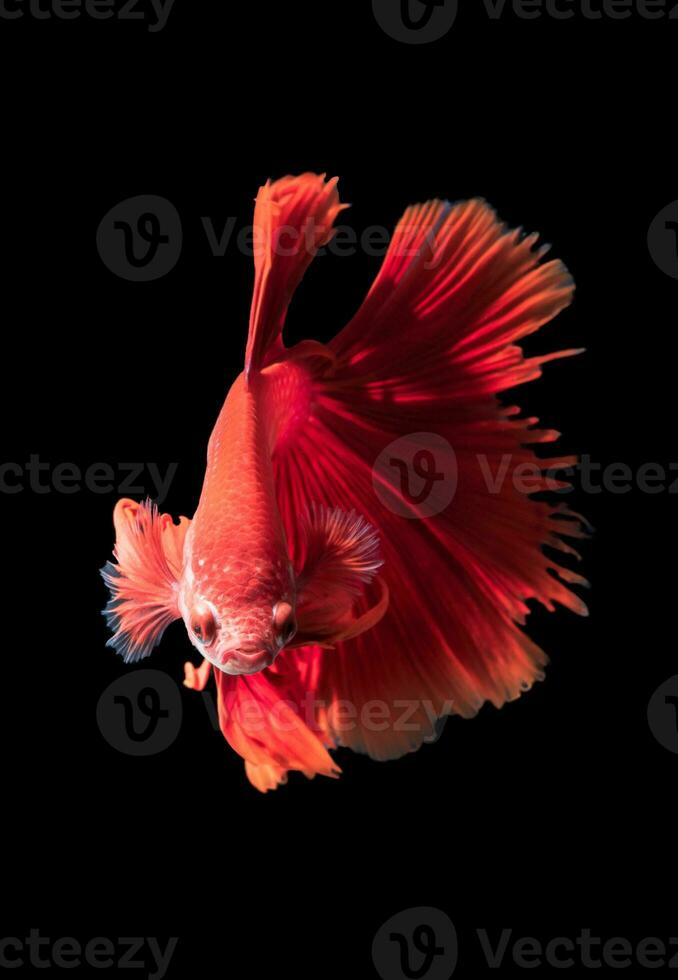 red siamese fighting fish, betta splendens photo