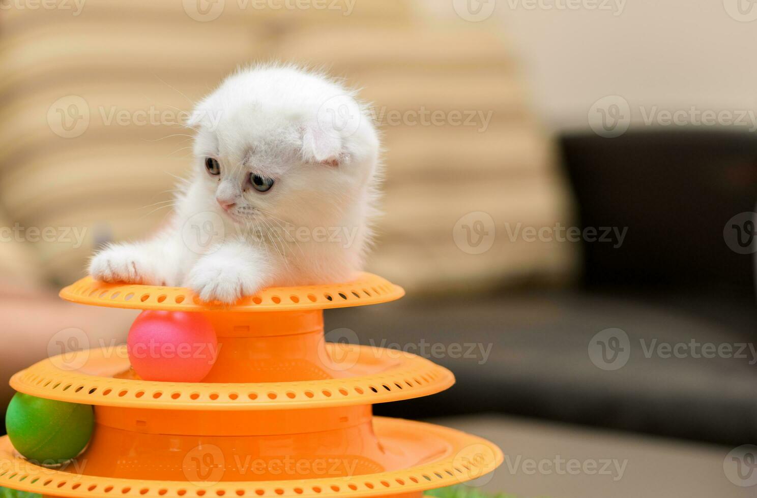 Cute white Scottish fold kitten playing with a toy photo