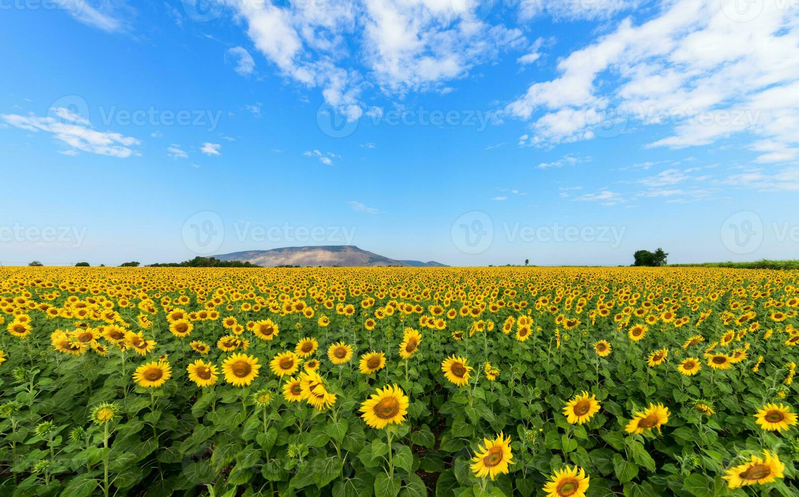 Beautiful sunflower  field on summer with blue sky photo