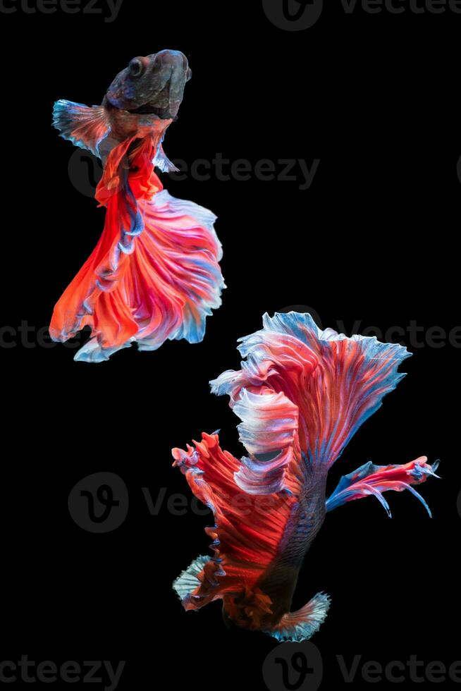 Emotion of  beautiful red fighting fish isolated on black photo