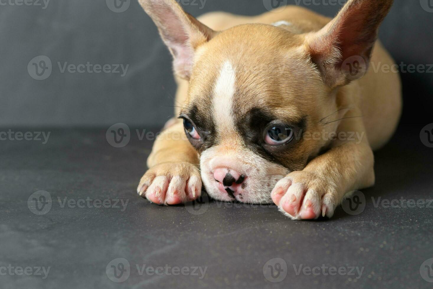Cute french bulldog puppy sleep on black stone photo