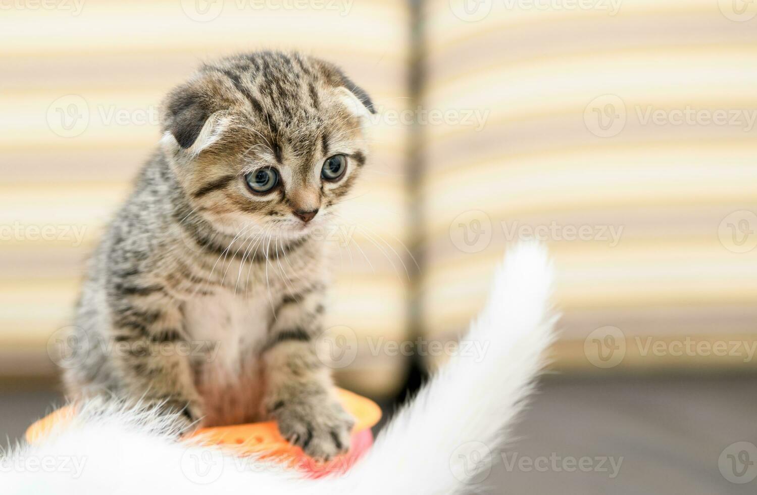 Scottish fold kitten and friend playing with a toy, photo