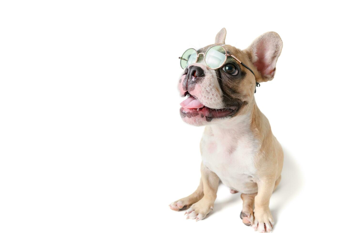 Cute french bulldog wear sunglass and smile photo
