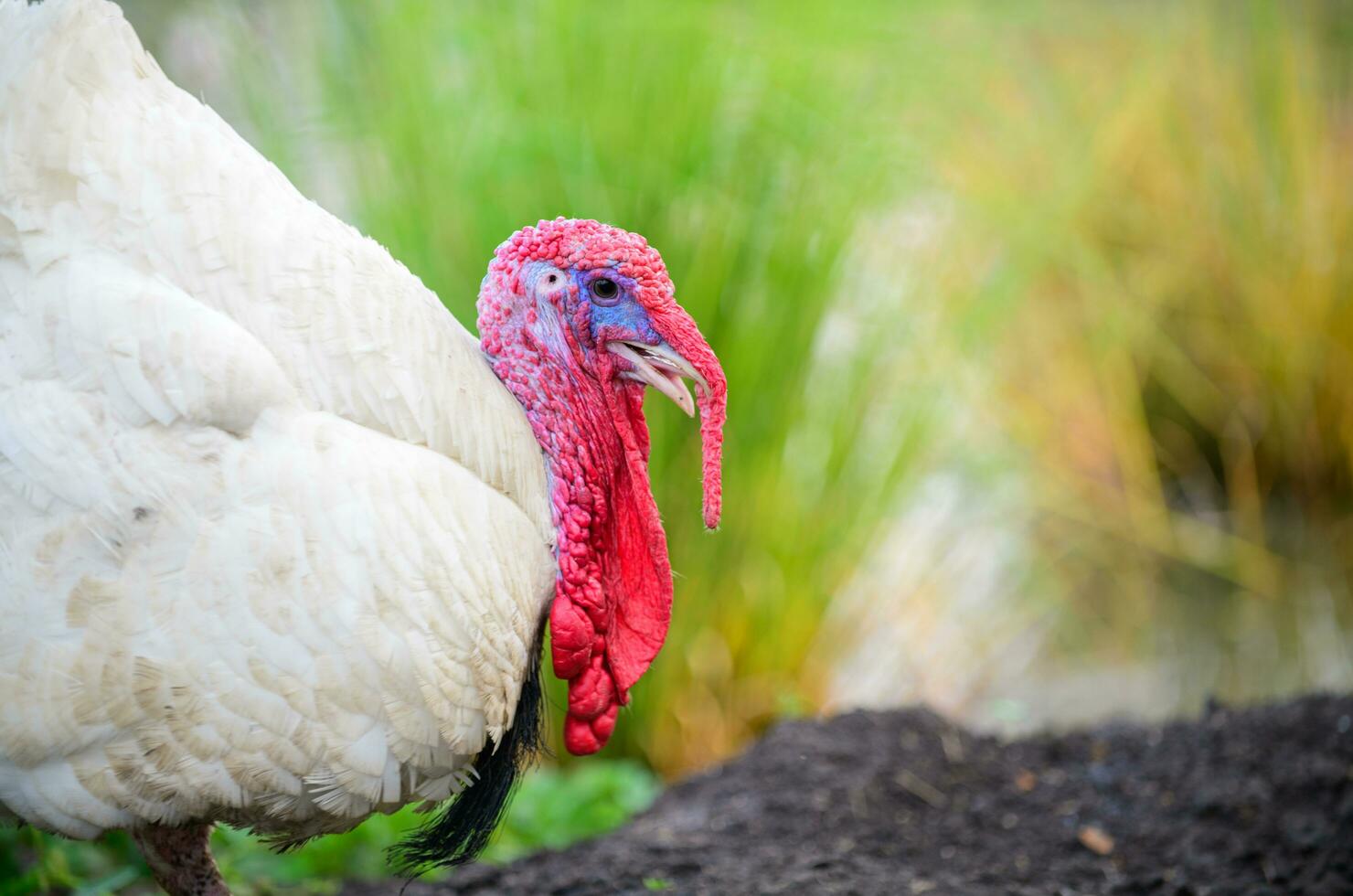 Portrait of white turkey on nature background photo