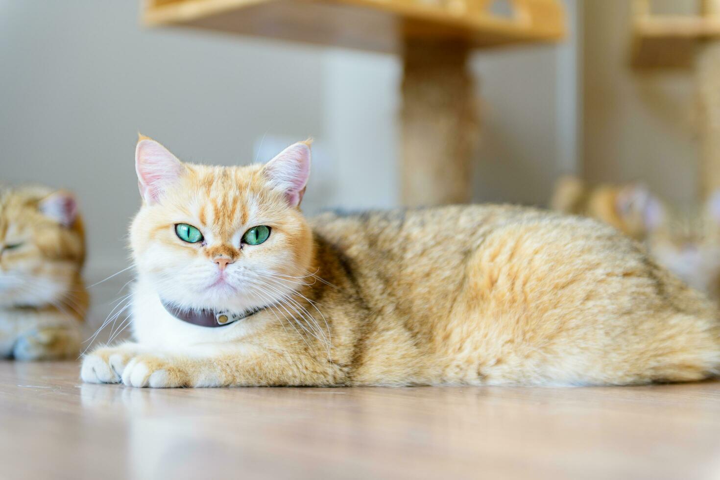 Scottish British cat lying and looking at camera photo