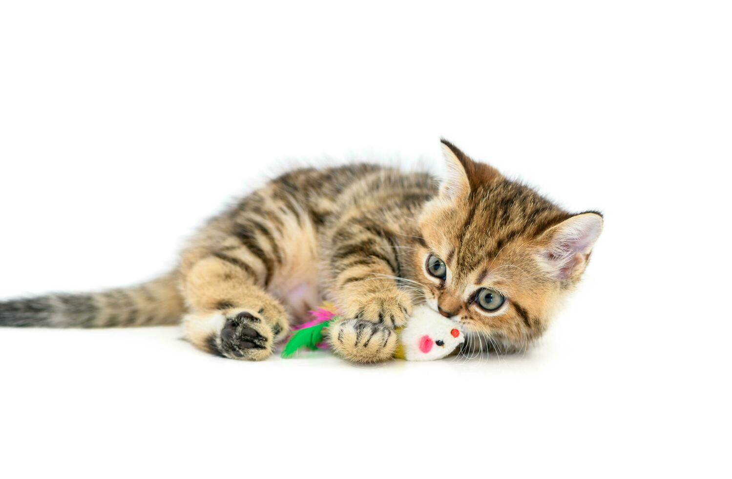 Cute Scottish fold kitten playing with a toy isolated photo