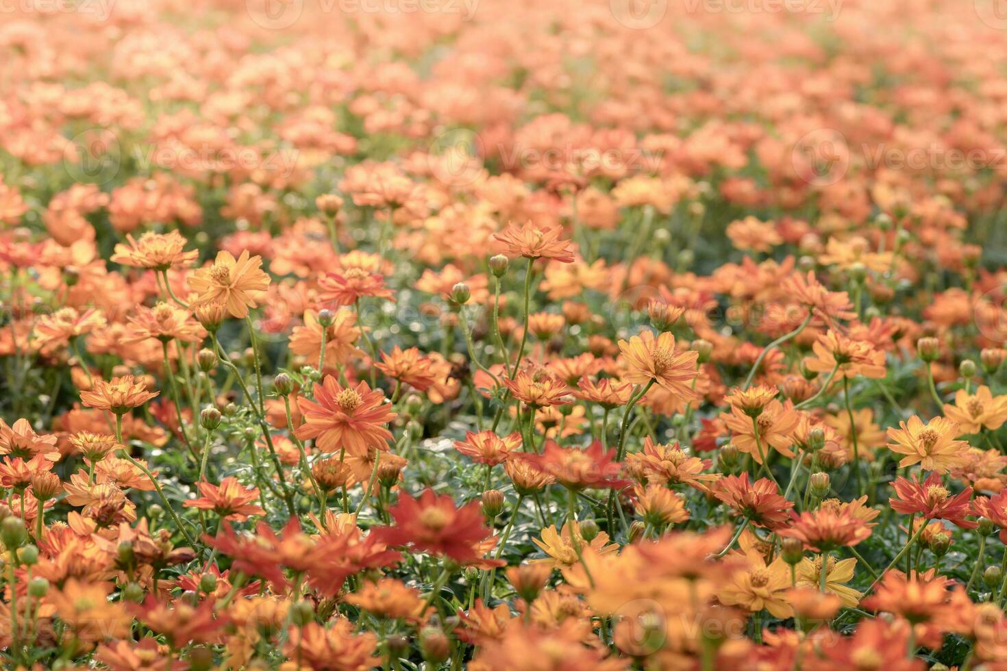 Vivid orange cosmos flowers in garden photo