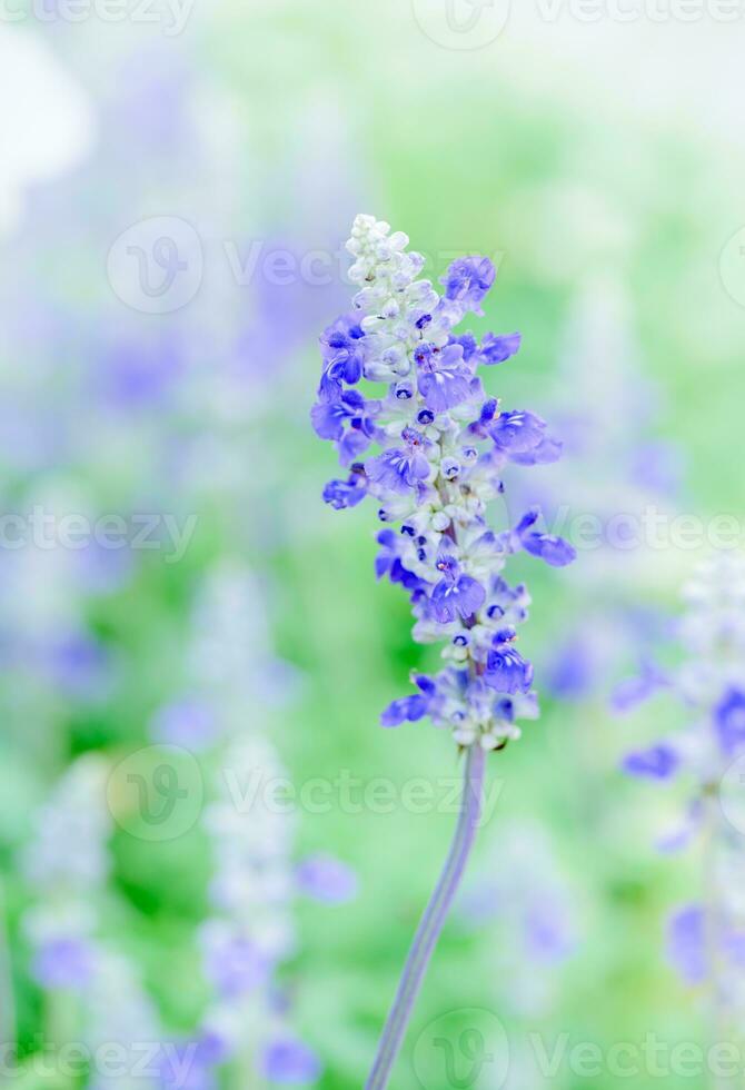 lavender flower in garden, photo