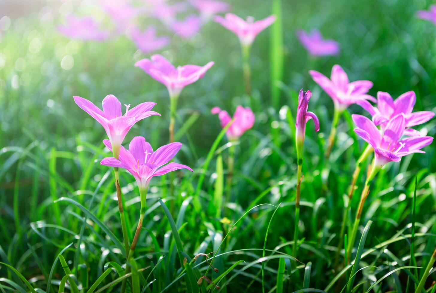 Zephyranthes grandiflora pink flowers or Fairy Lily photo