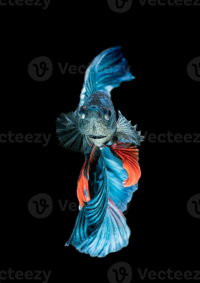 Blue siamese fighting fish, betta splendens isolated photo