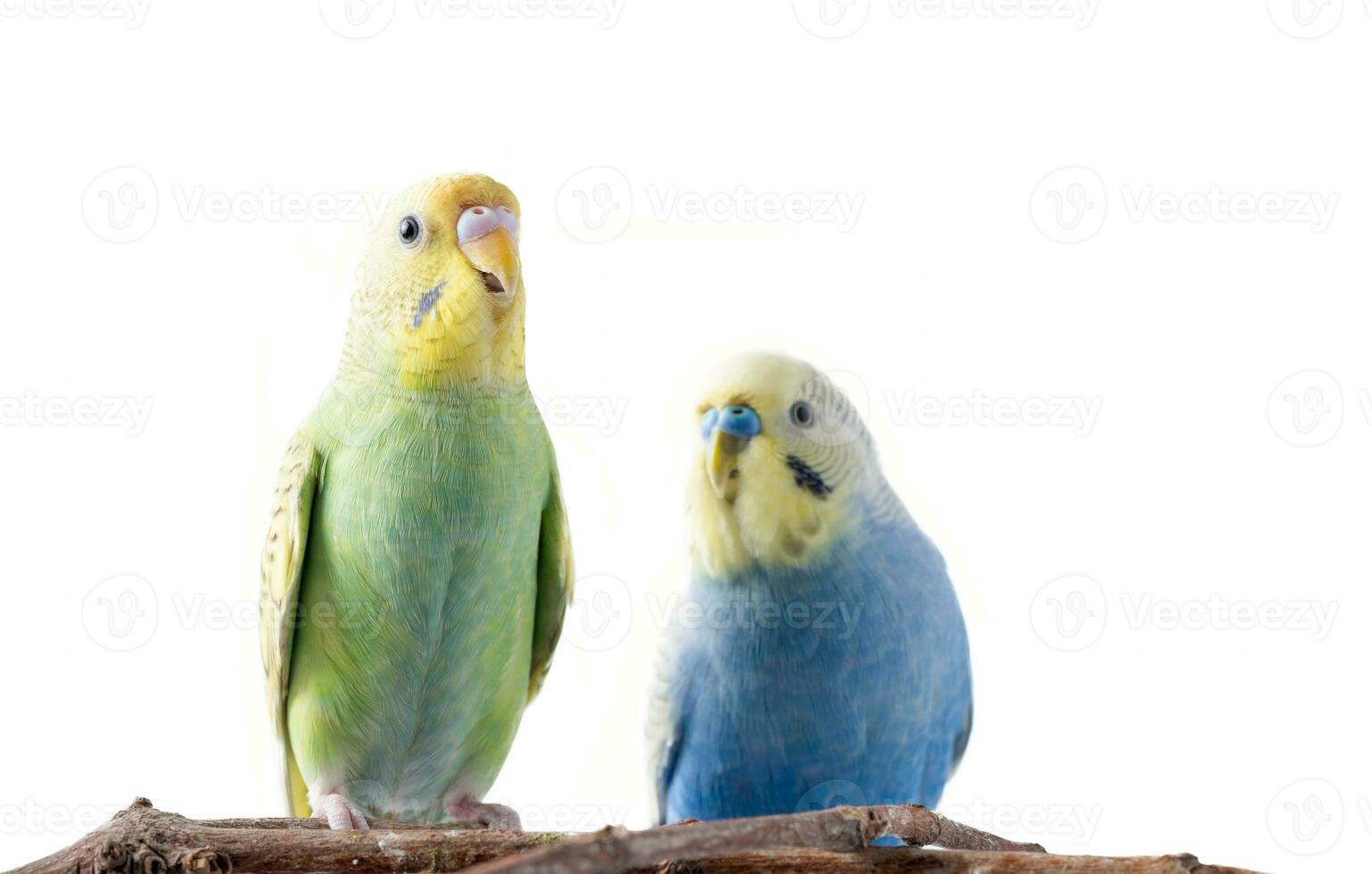 yellow and blue Budgerigar Melopsittacus undulatus. photo