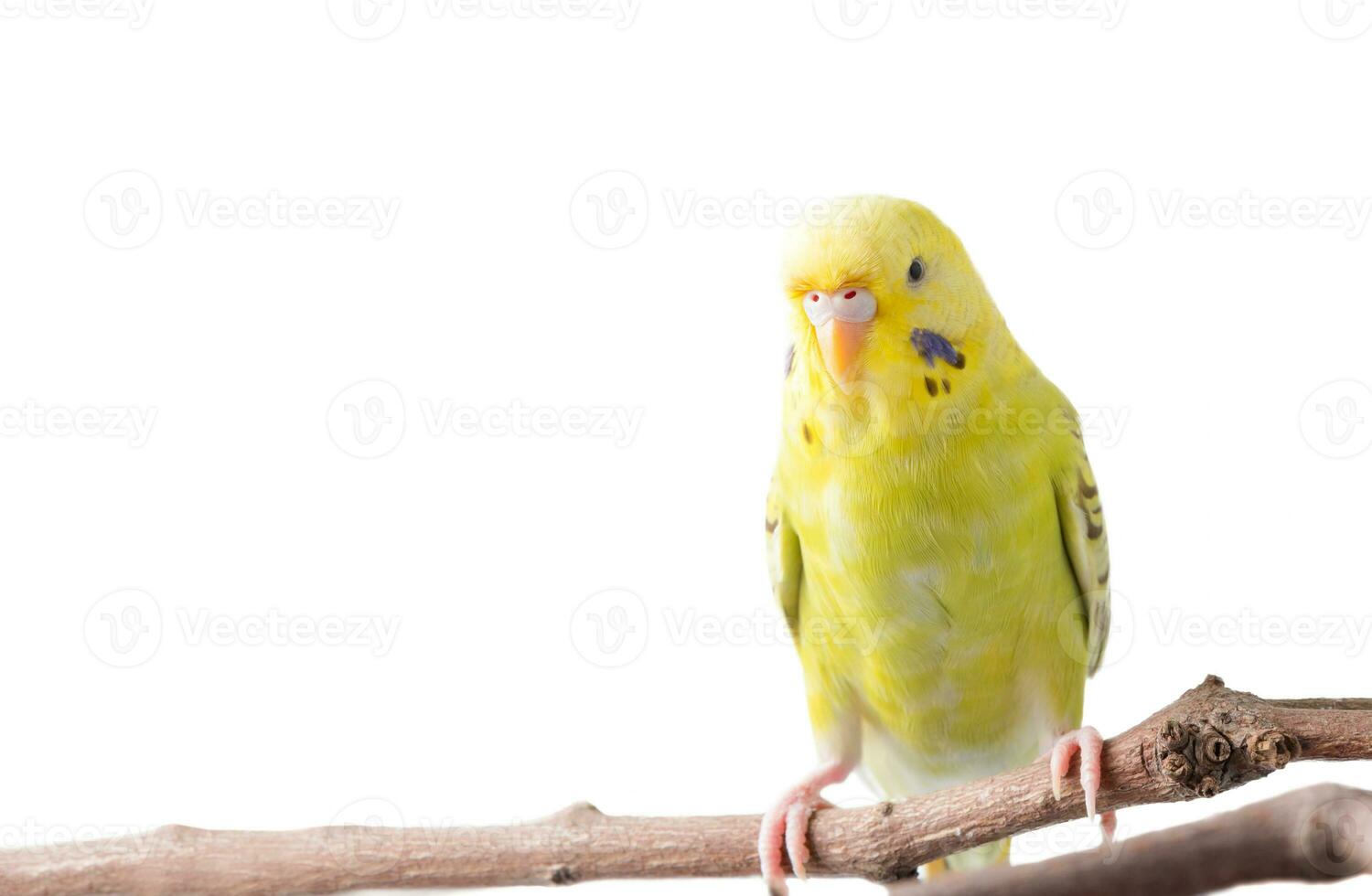 amarillo periquito pájaro melopsittacus undulatus foto