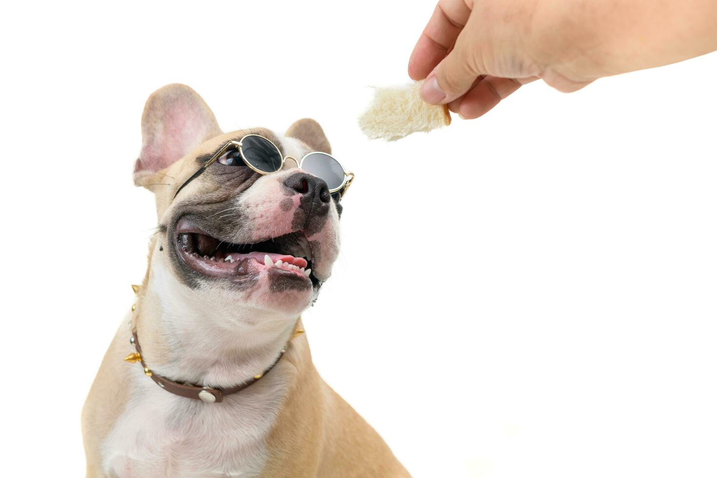 french bulldog wear glasses and see at bread photo