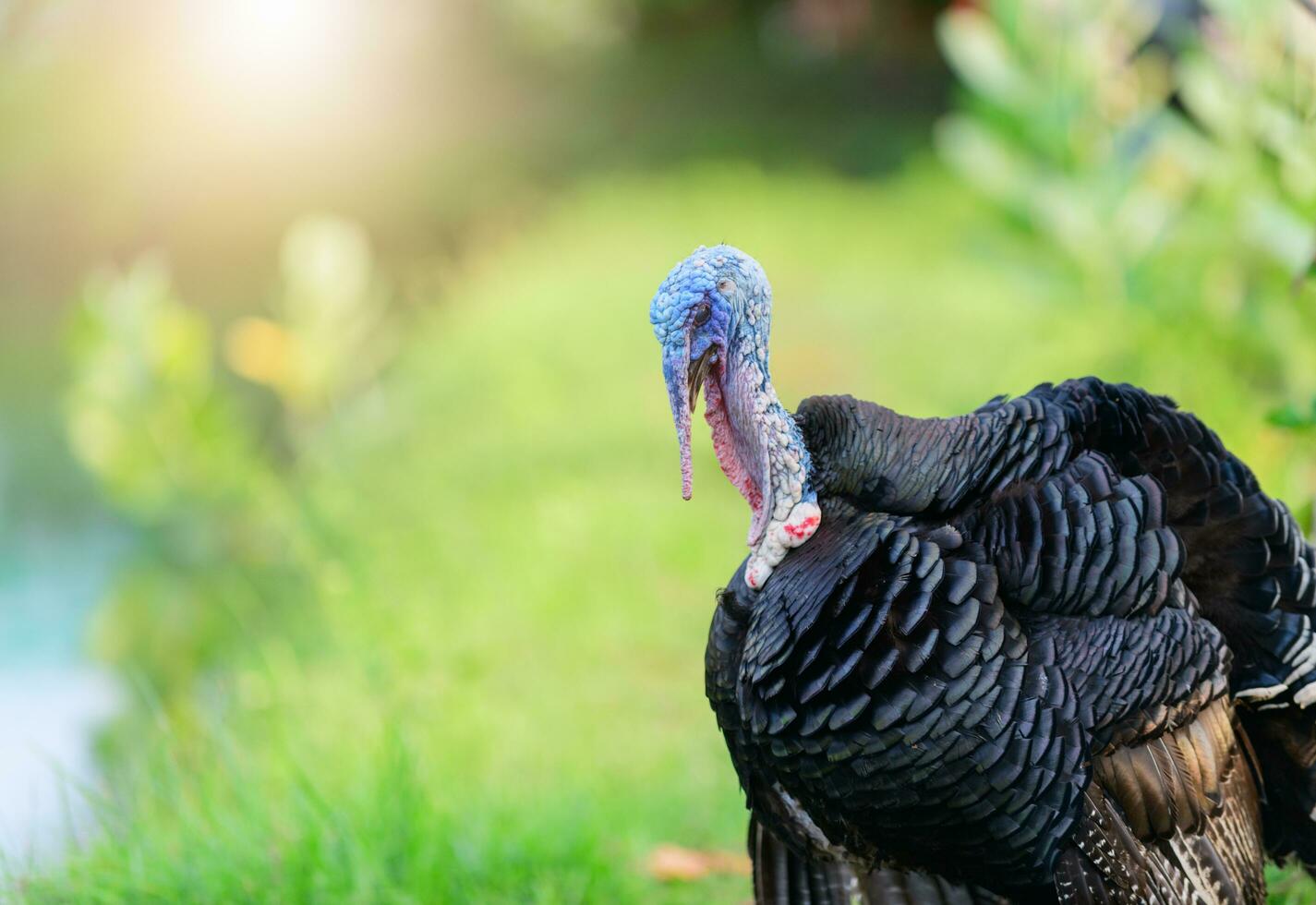 retrato de negro Turquía en naturaleza antecedentes. foto