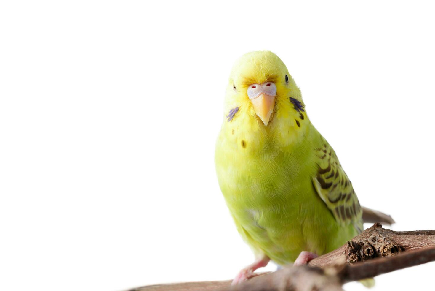 Yellow Budgerigar bird isolated on white photo