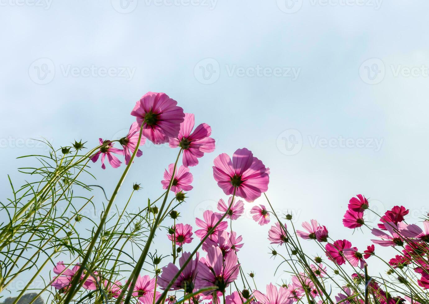 hermosa rosado cosmos con Dom ligero foto