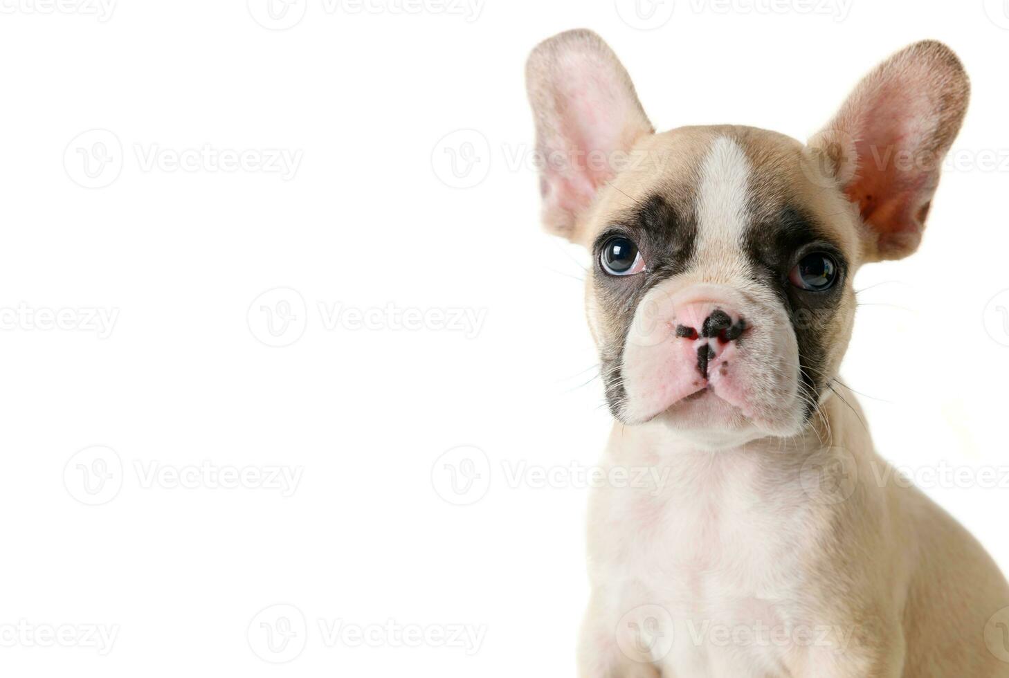 Cute french bulldog puppy looking isolated photo