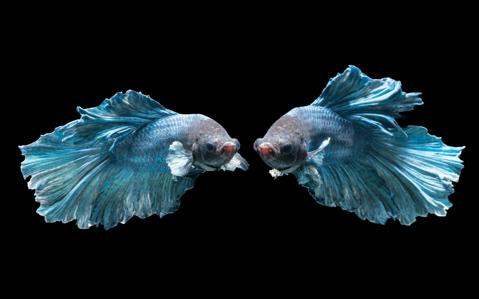 Emotion of blue fighting fish isolated on black background photo