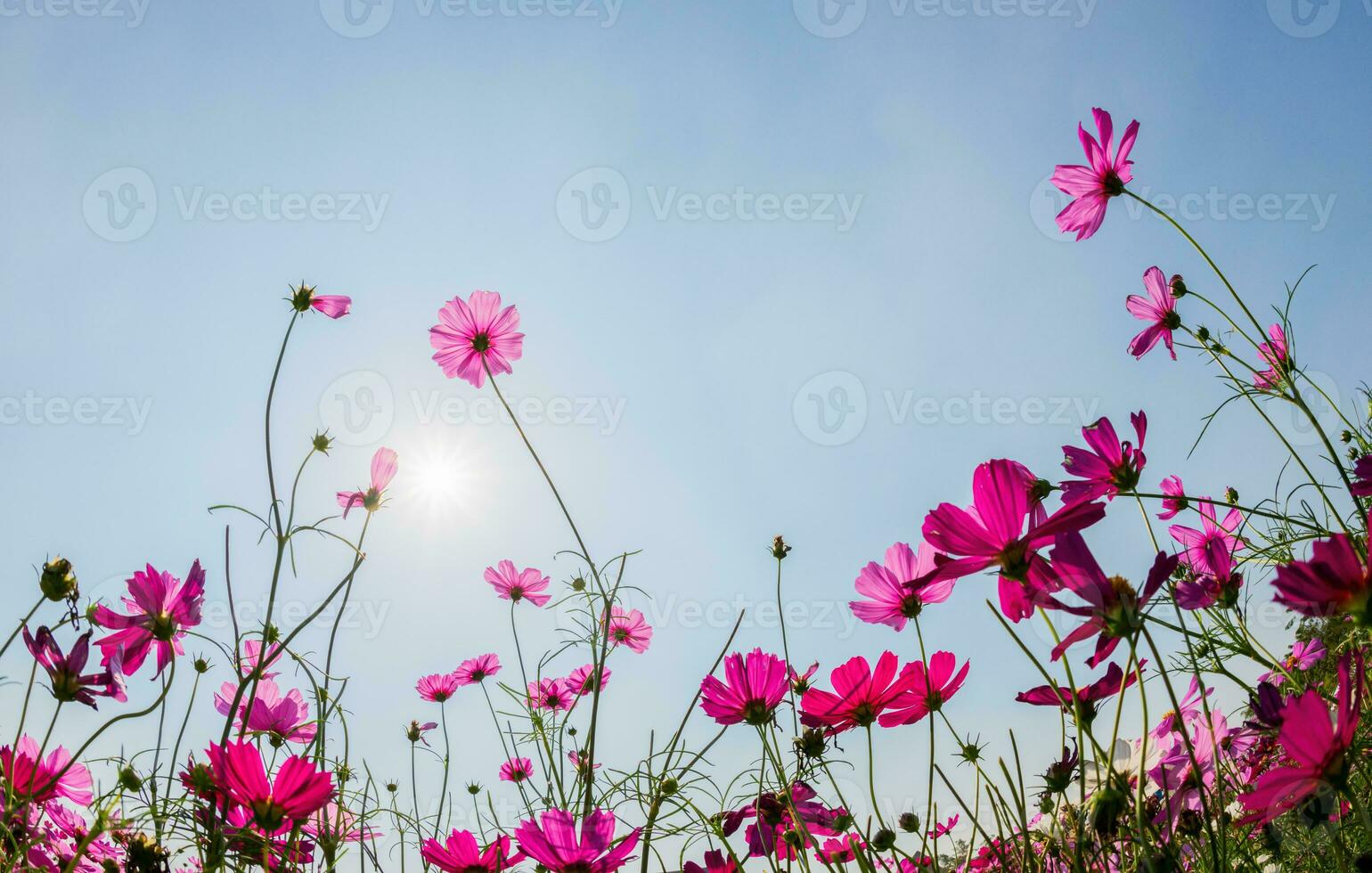 Beautiful pink cosmos with sun light on blue sky background, photo