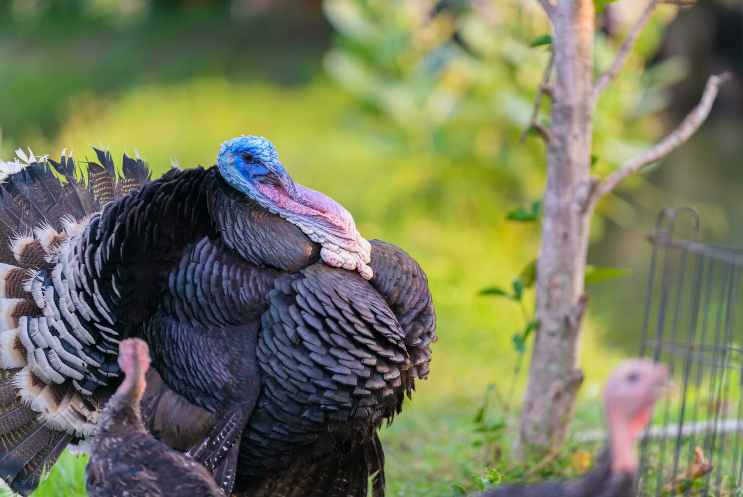 Portrait of black turkey on nature background. photo