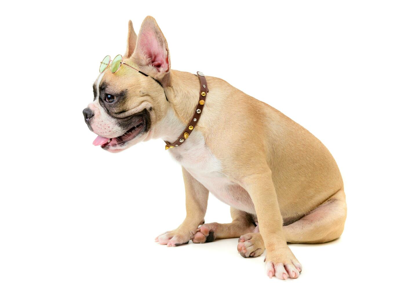 cute french bulldog wear glasses and sitting photo