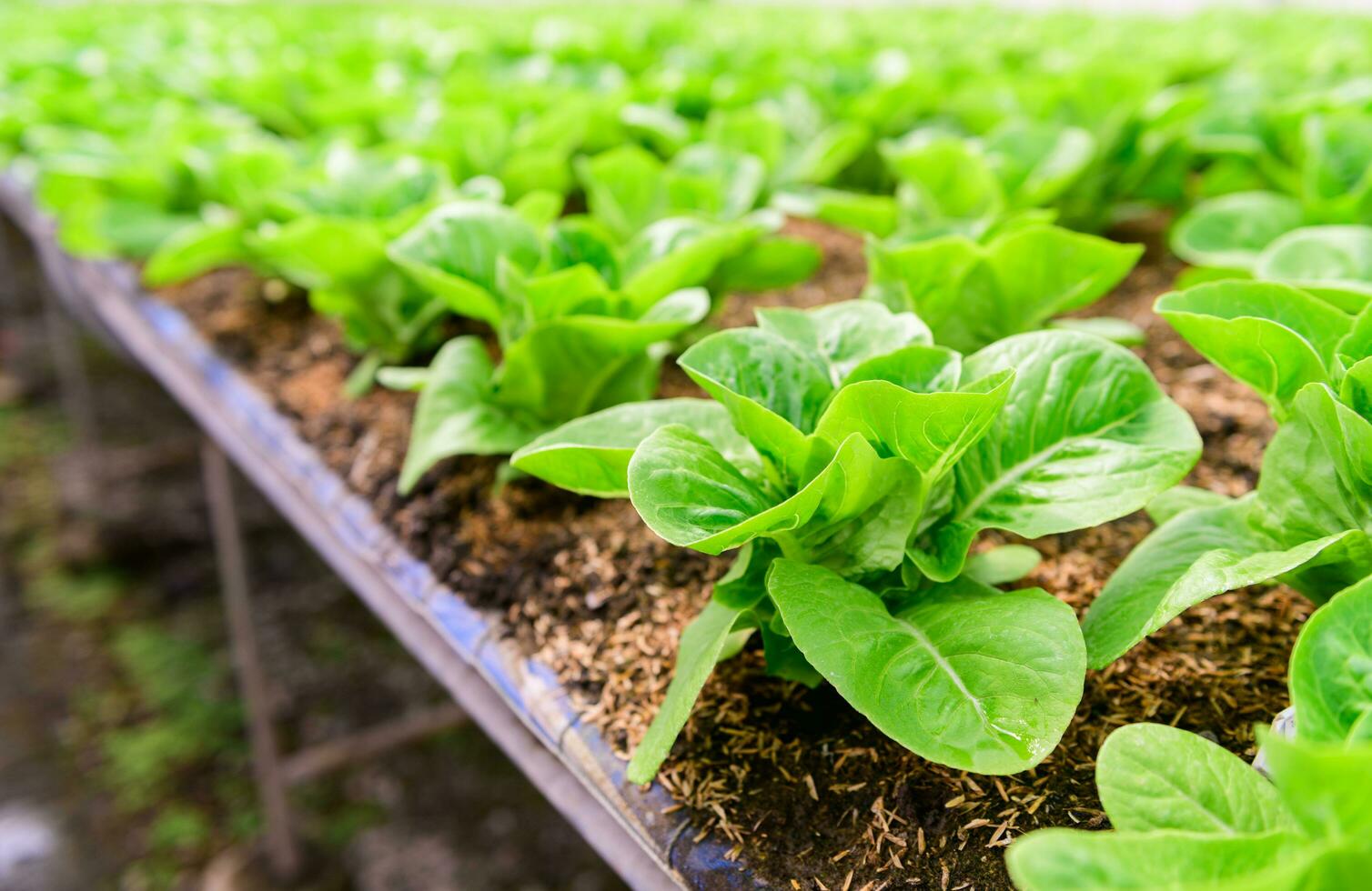 Fresco lechuga en orgánico granja foto