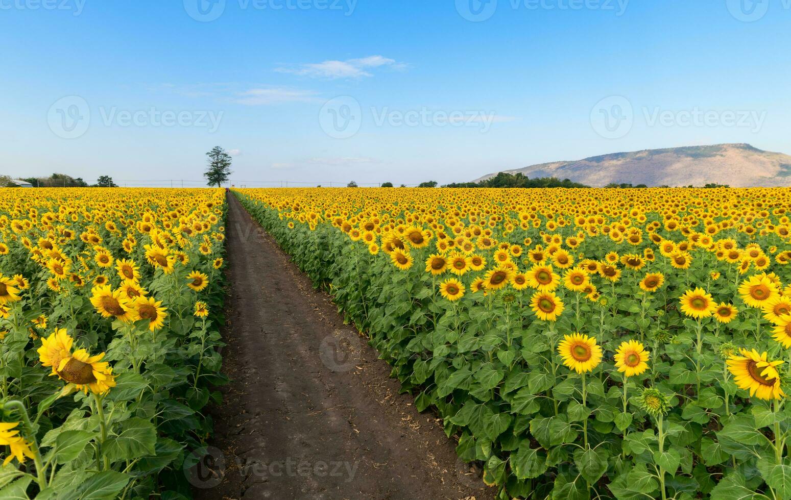 campo de floreciente girasoles con montaña y azul cielo foto