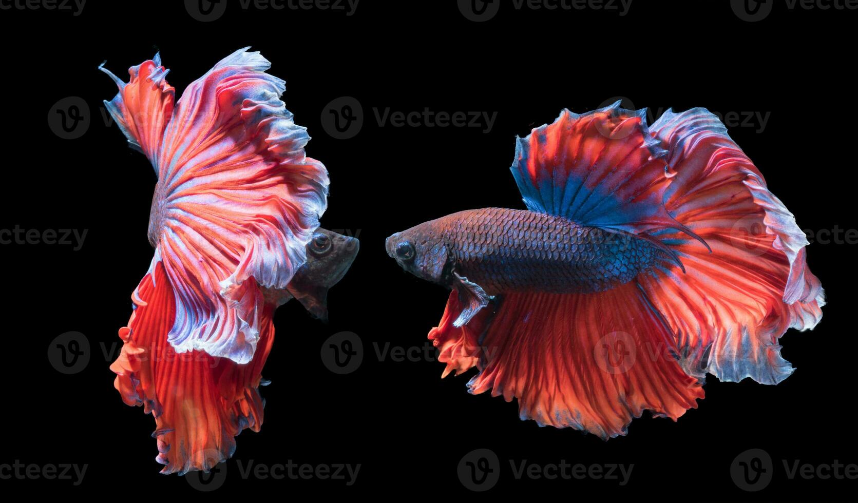 Betta splendens, beautiful fighting fish isolated on black background, photo