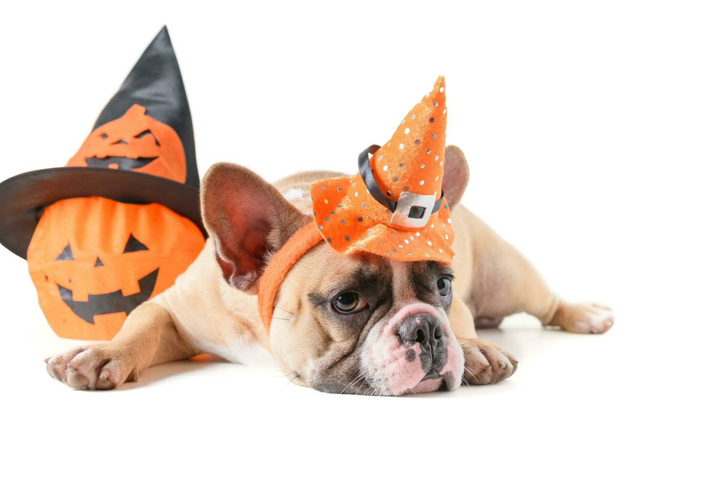 Portrait of French bulldog with hat halloween photo