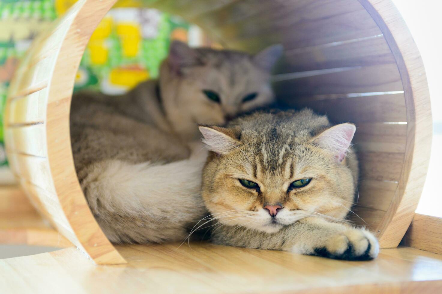 Cute brown Scottish Straight cat sleep in house photo