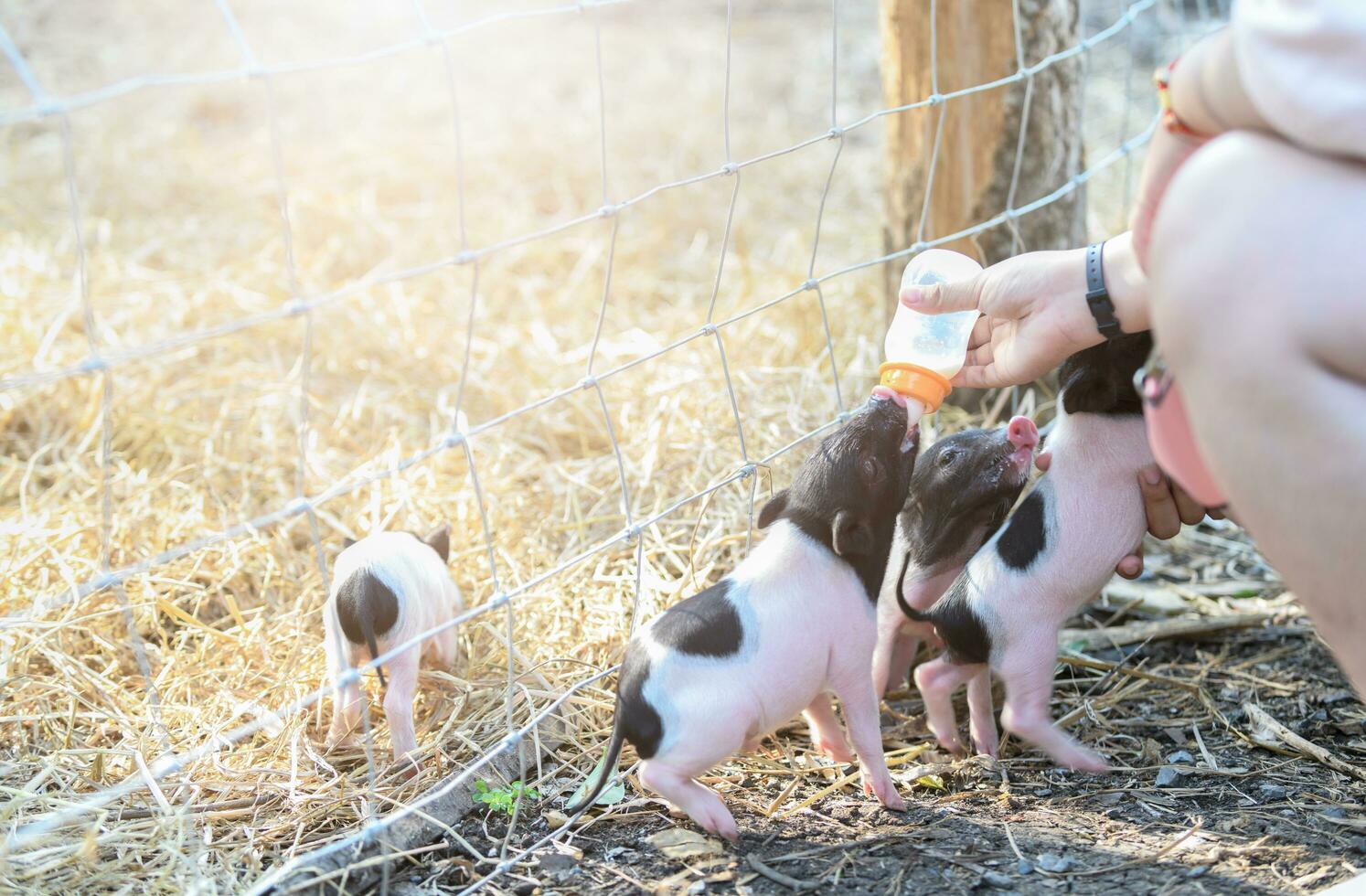 farmer feeding milk to baby pig in farm photo