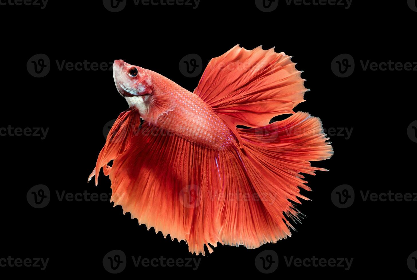 red siamese fighting fish, betta splendens photo