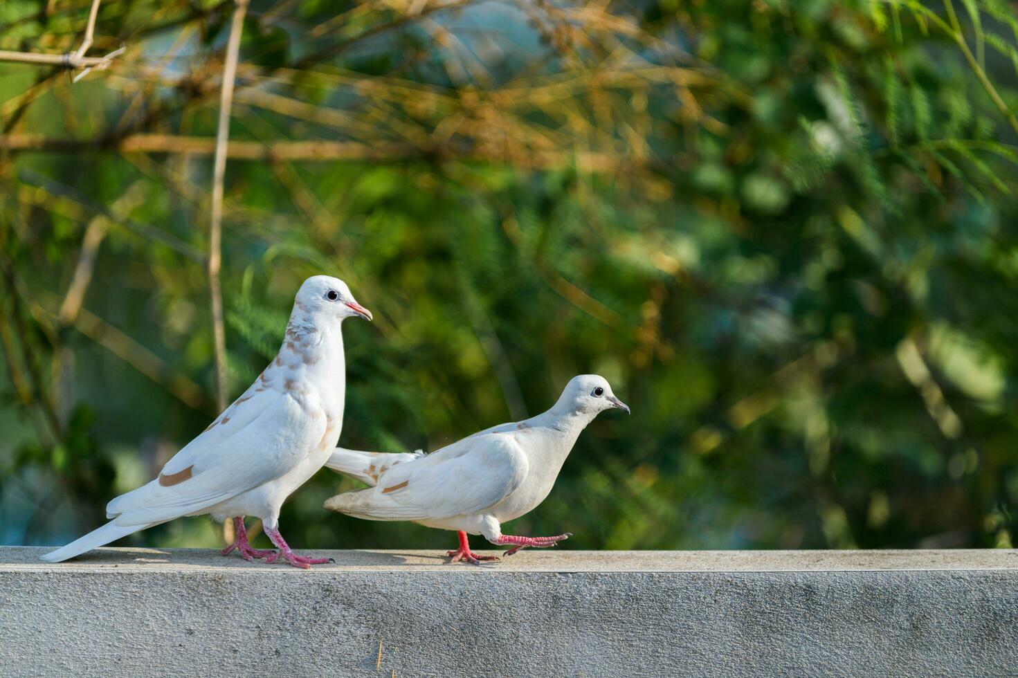 Two white dove walking on wall photo