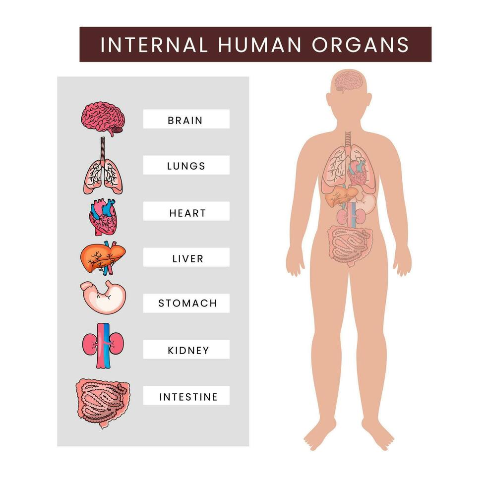 Human Body Internal Organs Infographics Against White Background. vector