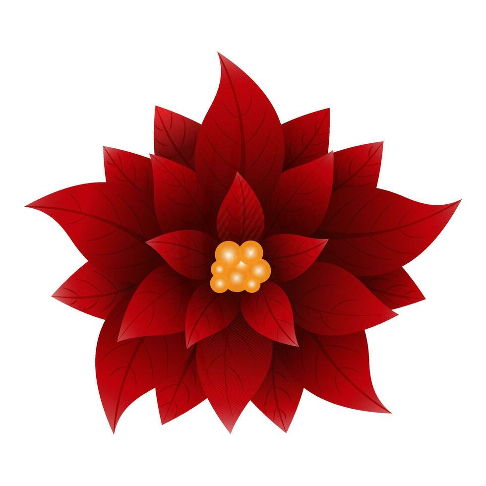 Close View Of Red Poinsettia Flower On White Background. vector