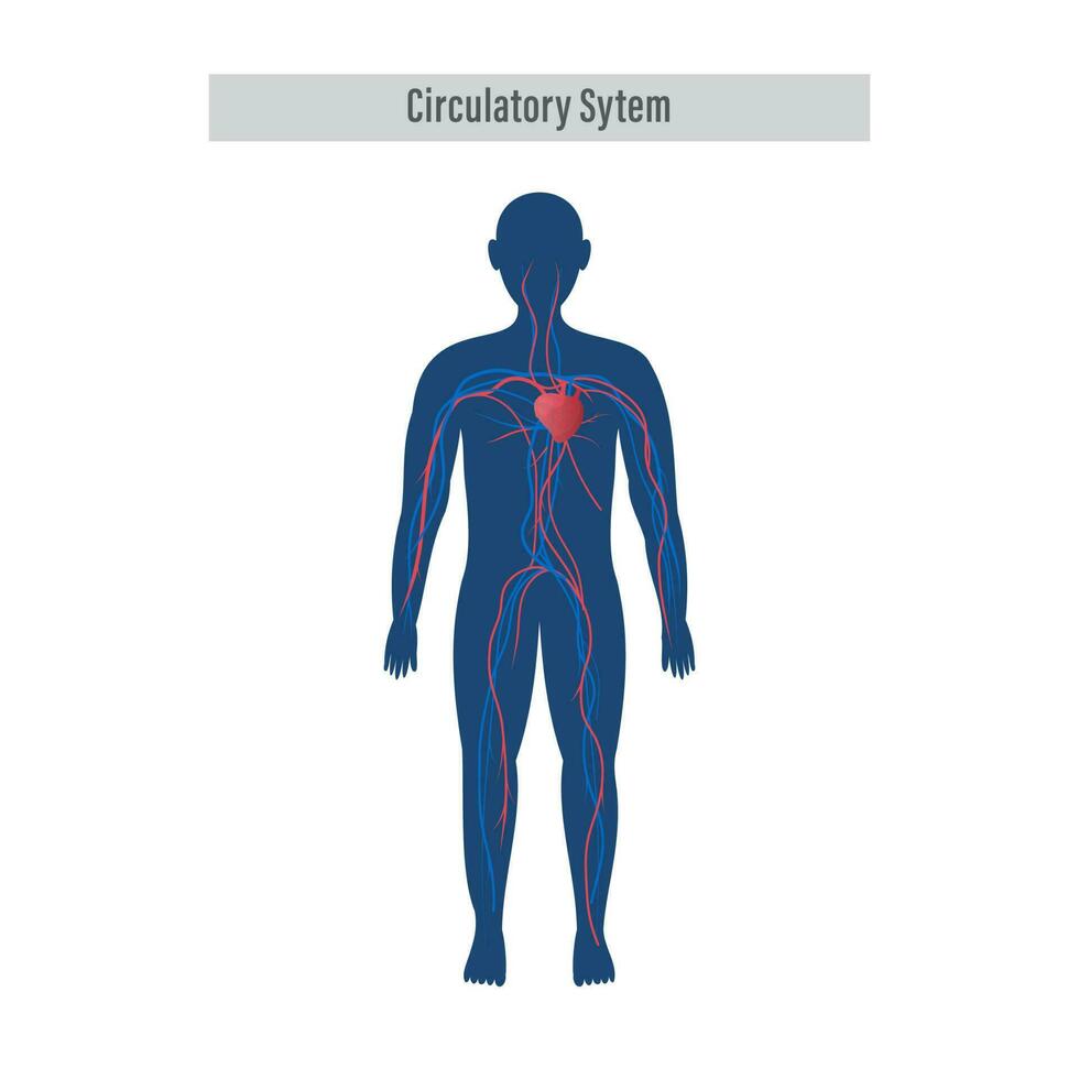 anatomía de el humano circulatorio Organo sistema en blanco antecedentes. vector