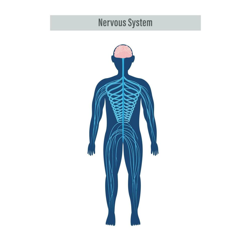 Diagram Or Anatomy Of Nervous System On White Background. vector