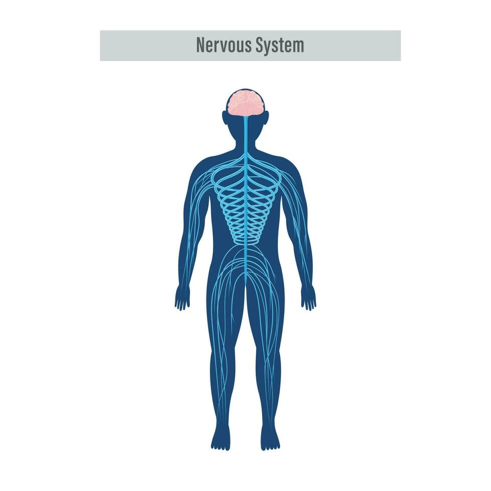 diagrama o anatomía de nervioso sistema en blanco antecedentes. vector