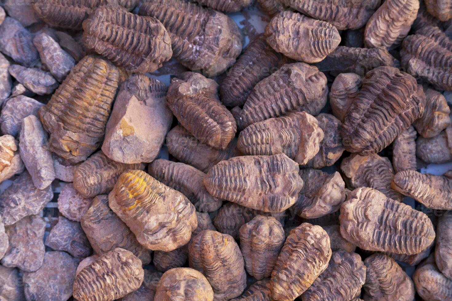 Stack of fossils for sale at a Moroccan souk photo