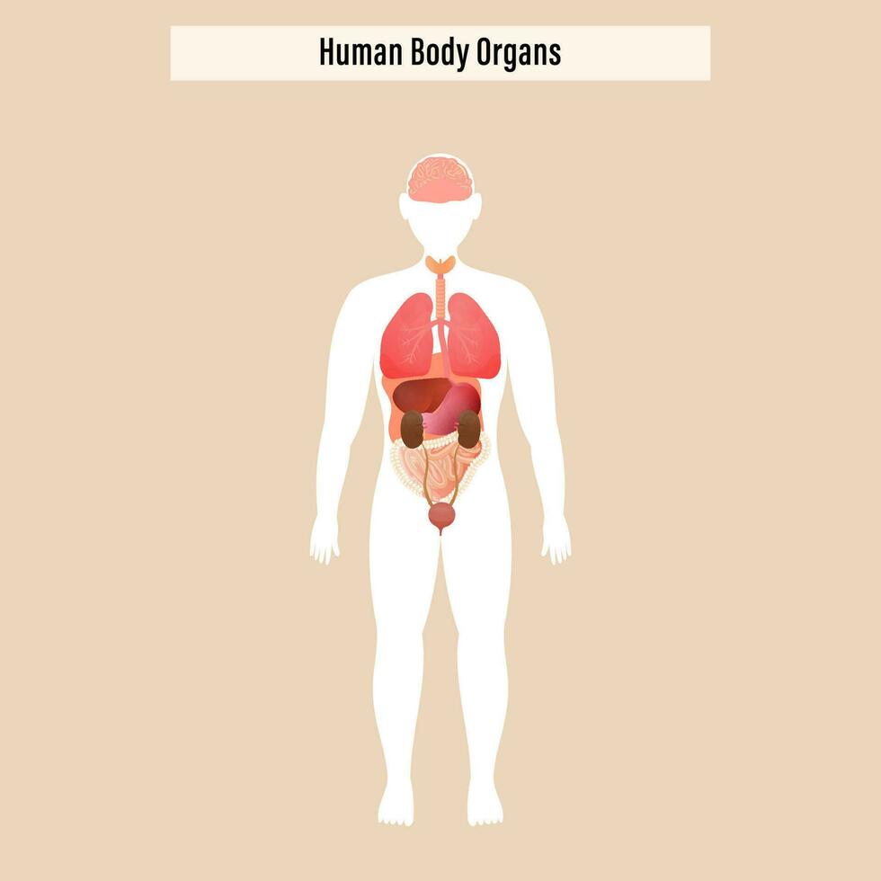 Structure Of Human Body Organs On Beige Background. vector